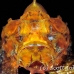 scorpionfish_flasher_kbrtk2_h_0038_sul5646.jpg
